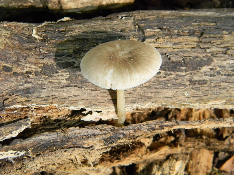 1)  Ritrovamenti del 26.07.2011.bosco di Quercia